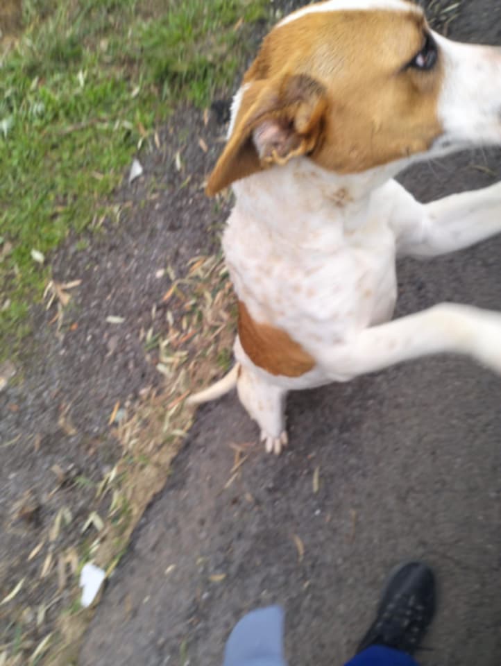 Cerca coccole e aiuto: cane amorevole vaga a Paternò in zona Palazzolo