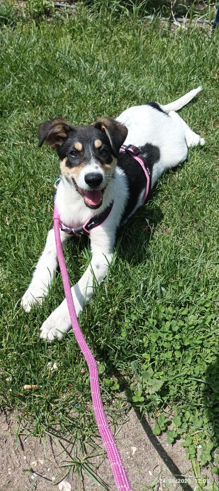 Cane smarrito tra Paternò e Ragalna: probabilmente spaventata dai botti di Capodanno