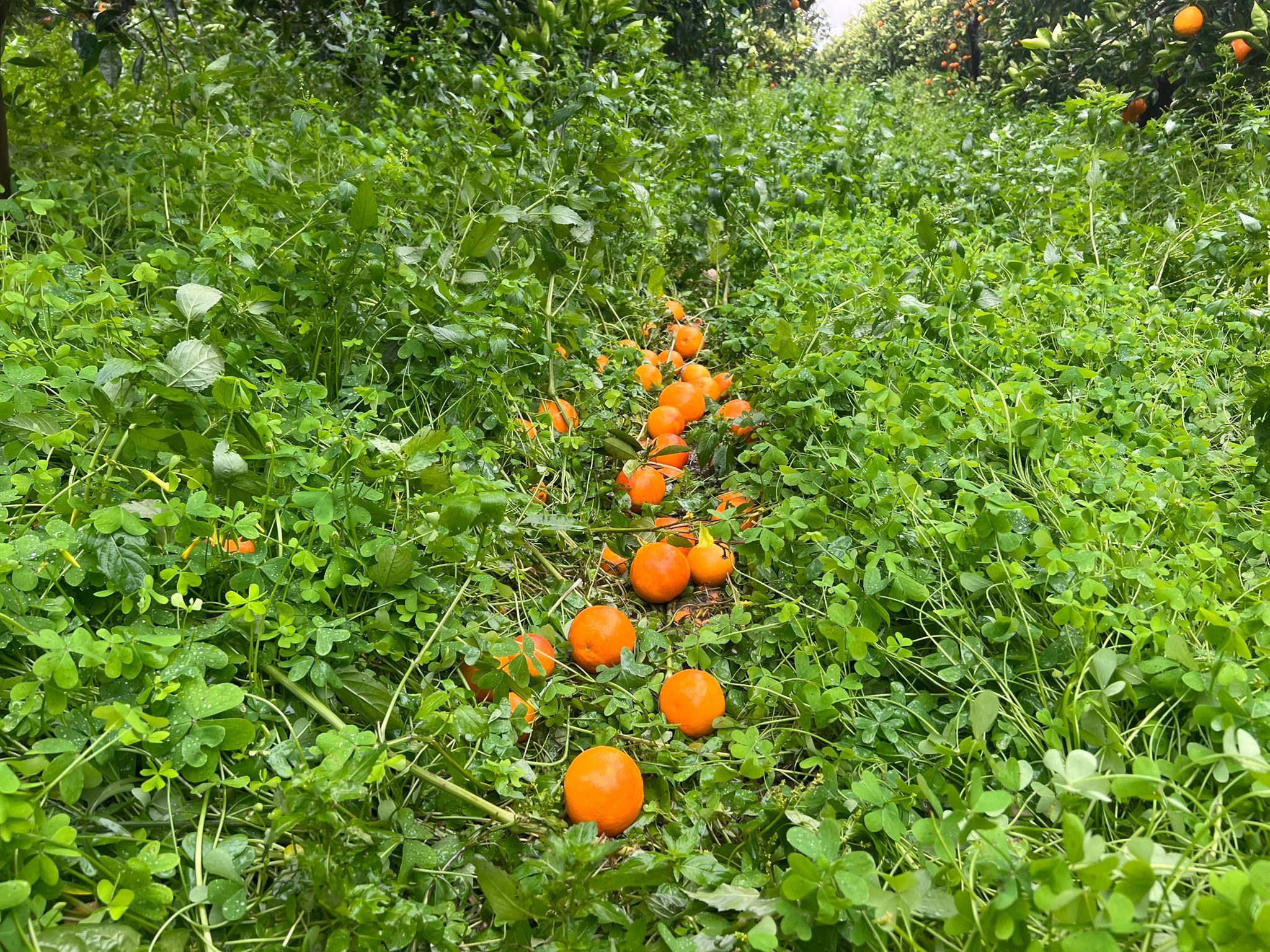 Vento e piogge senza tregua, raccolti distrutti: “Si rischia una nuova emergenza”