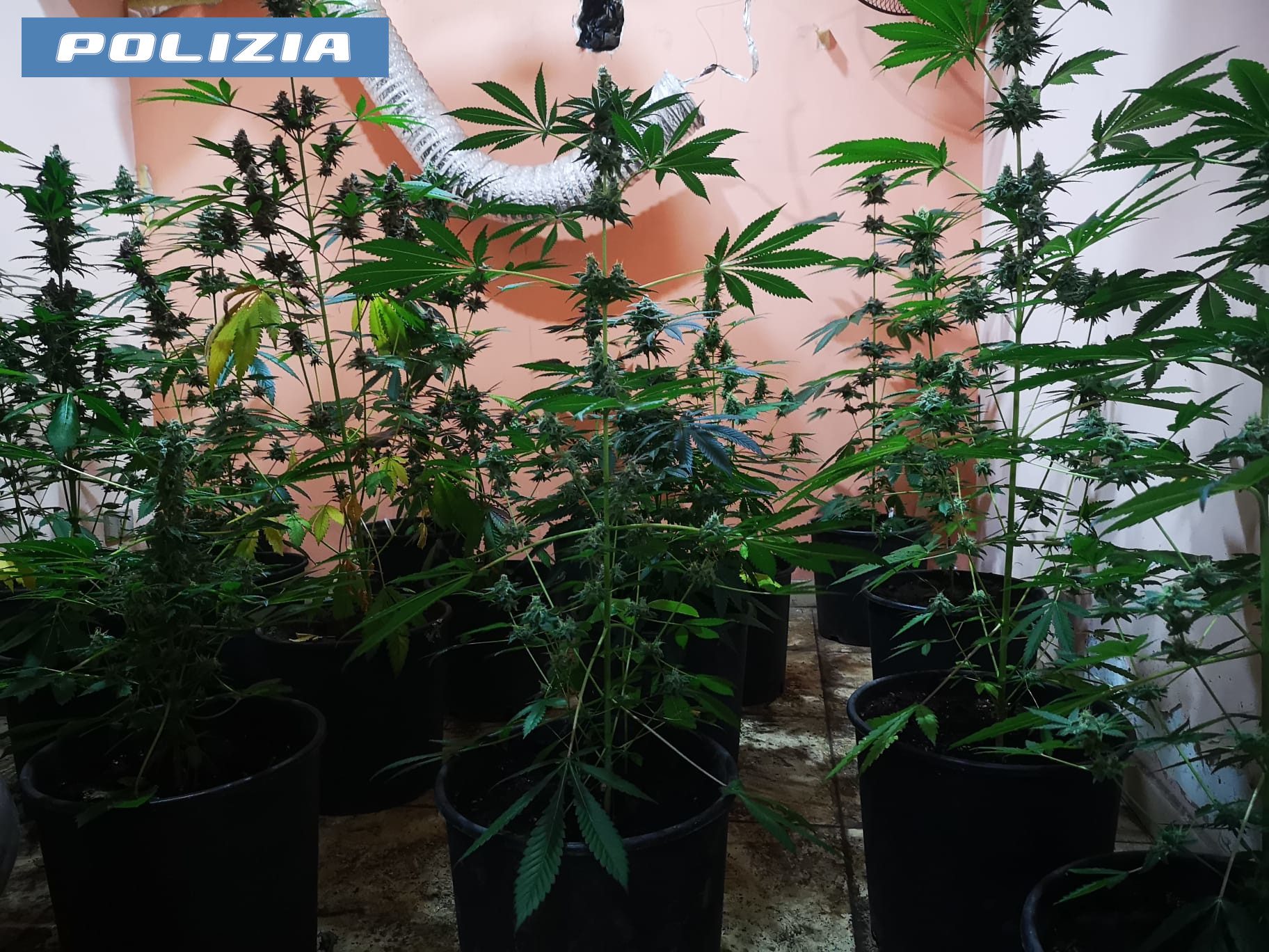 Adrano, 21 piante di marijuana coltivate in casa: in manette un 61enne