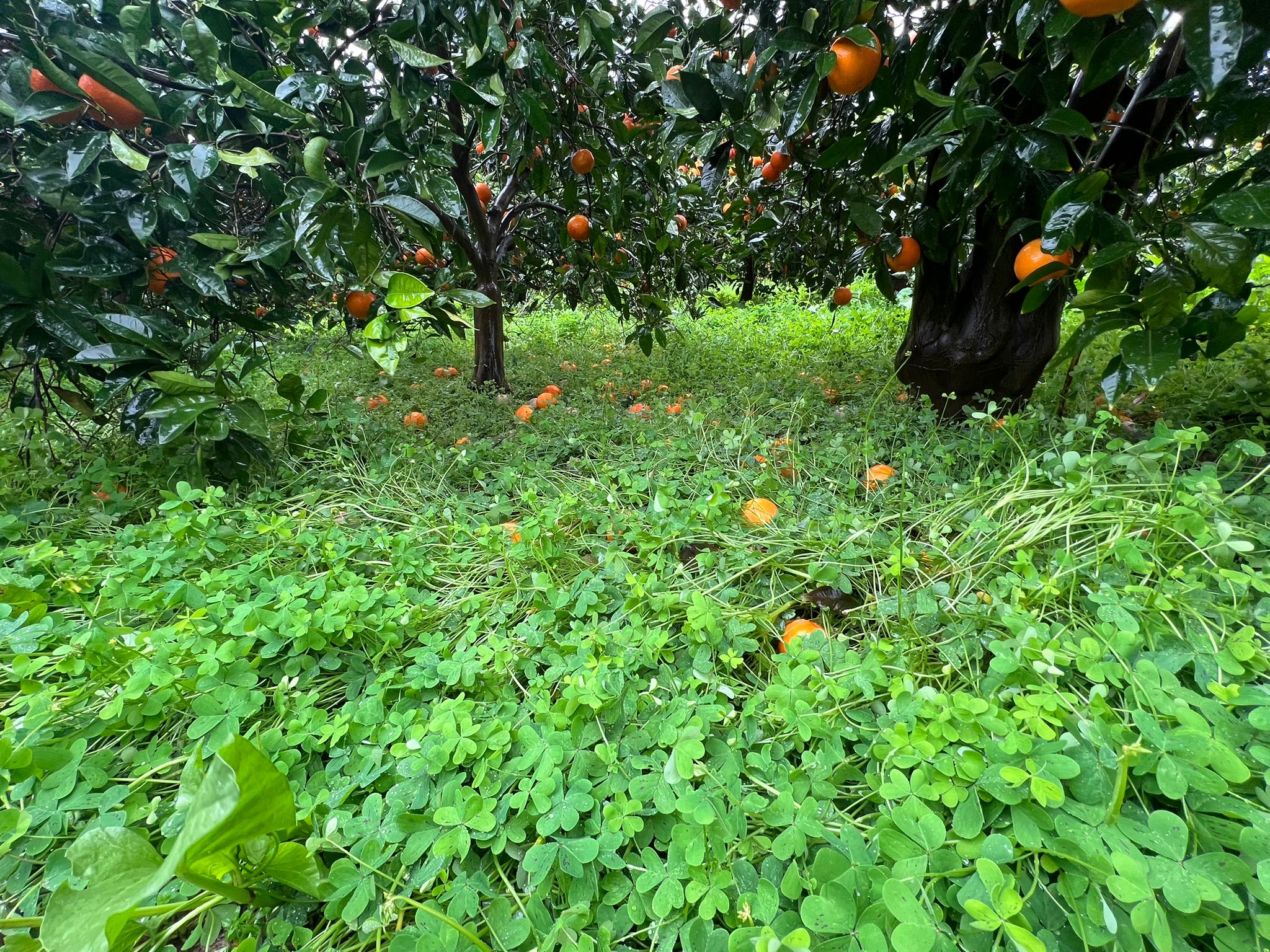 Vento e piogge senza tregua, raccolti distrutti: “Si rischia una nuova emergenza”