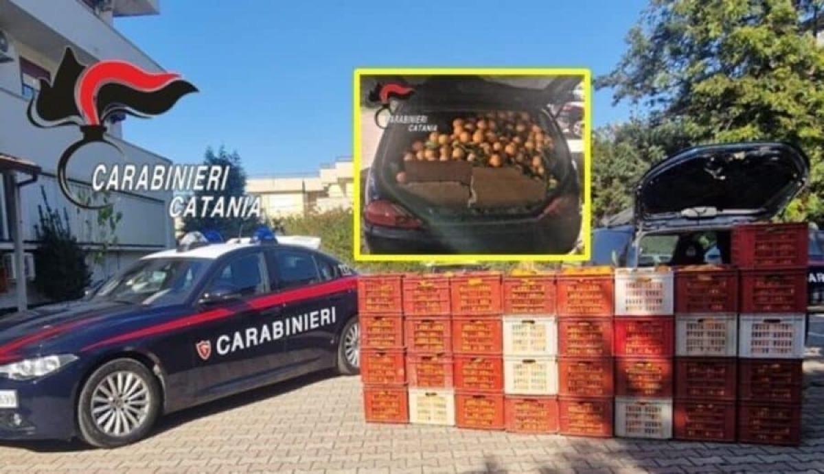 Ramacca, ladri di arance in azione: recuperata 1,5 tonnellate di frutta, arrestato un catanese di 54 anni - 