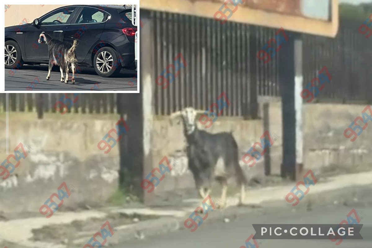 Curiosa segnalazione a Paternò: capretta vagante tra viale Libertà e viale dei Platani - 