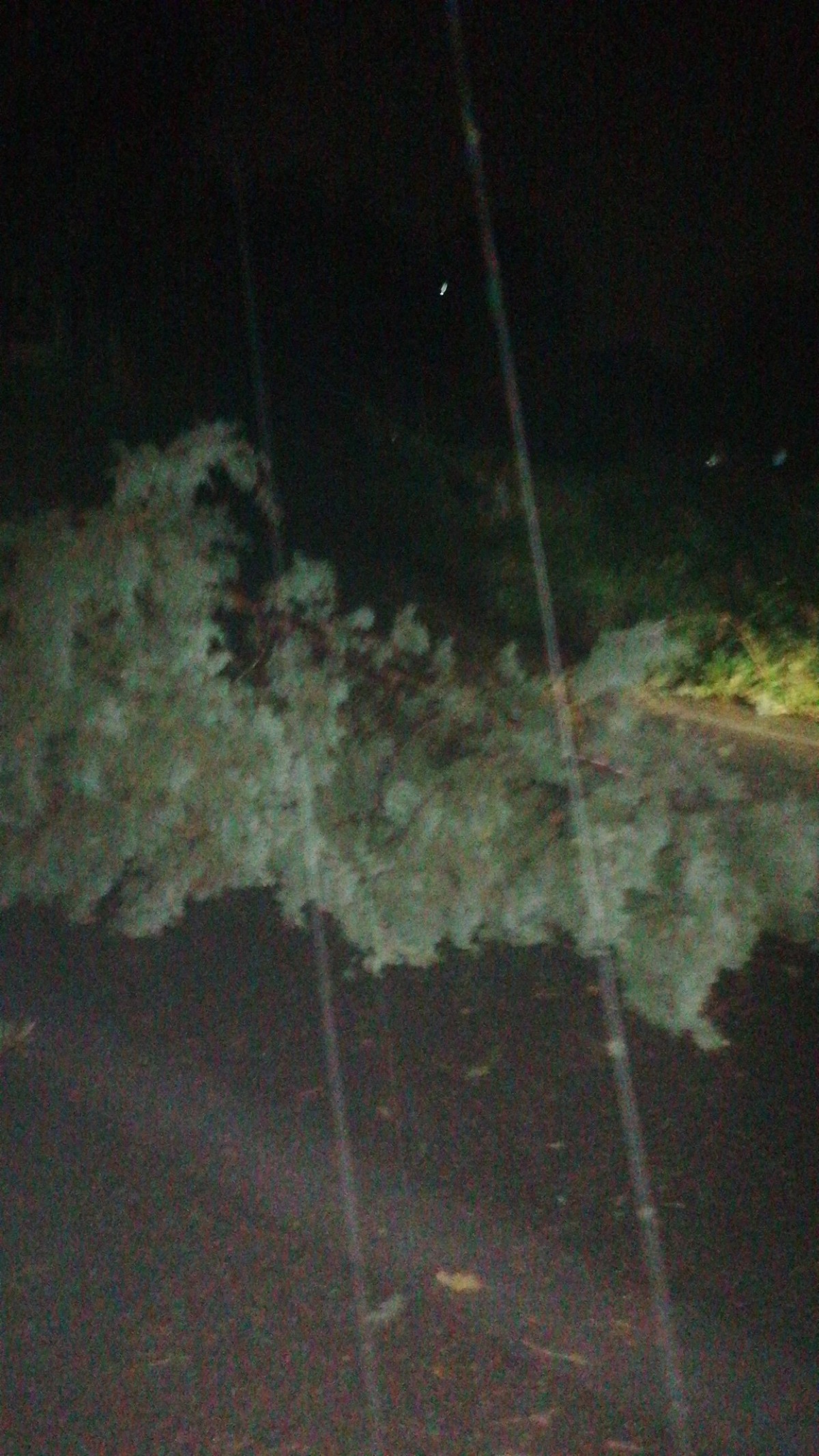 Sicilia flagellata dal vento nella notte: alberi abbattuti e cavi elettrici interrotti, tanti danni segnalati - 