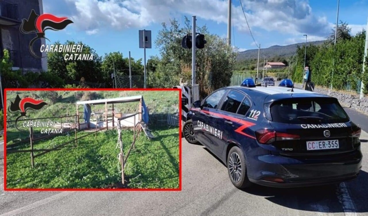 Cavallo sotto sequestro scomparso dal terreno: nei guai un 68enne a Piedimonte Etneo - 