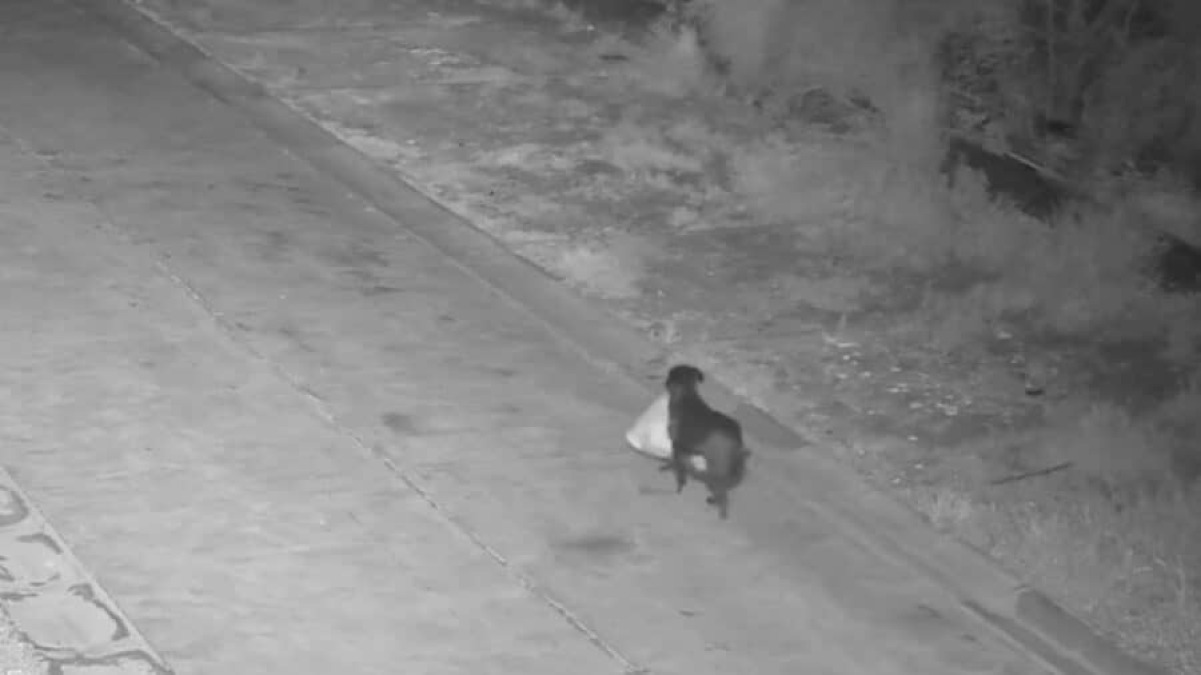 Catania, addestra il cane a lasciare la spazzatura in strada:: il video diventa virale - 