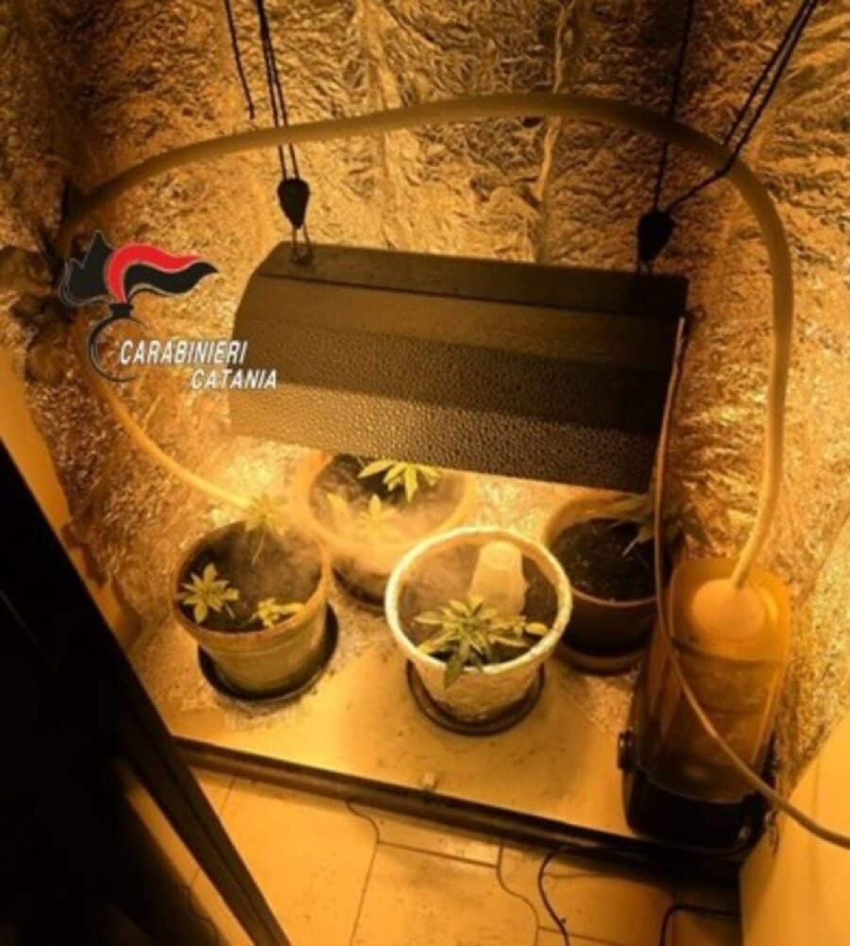 Catania, lite in famiglia porta alla scoperta di una serra di marijuana nell’armadio: denunciato 21enne - 