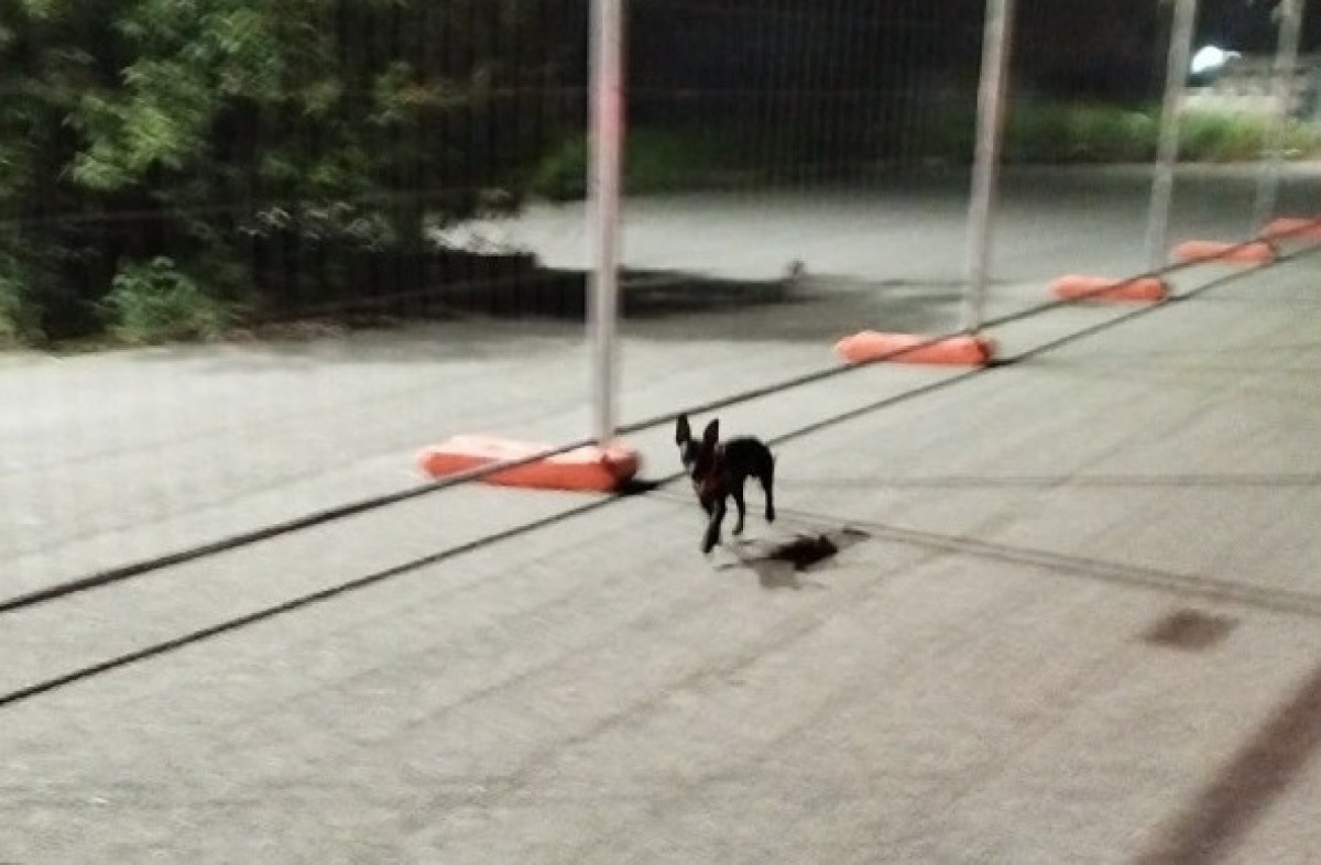 Paternò, SOS Animali: Chihuahua nero con pettorina rossa vaga in zona Scala Vecchia - 