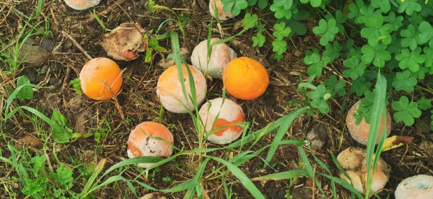 Danni da cicloni nella Piana di Catania: agrumi distrutti fino al 70%, chiesto lo stato di calamità - 