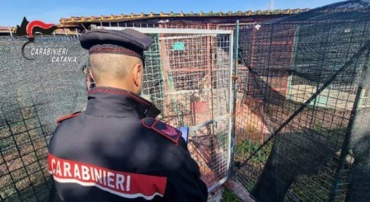 Camporotondo Etneo, controlli in una pensione per animali: tartarughe senza certificati e un corvo imperiale detenuto” - 