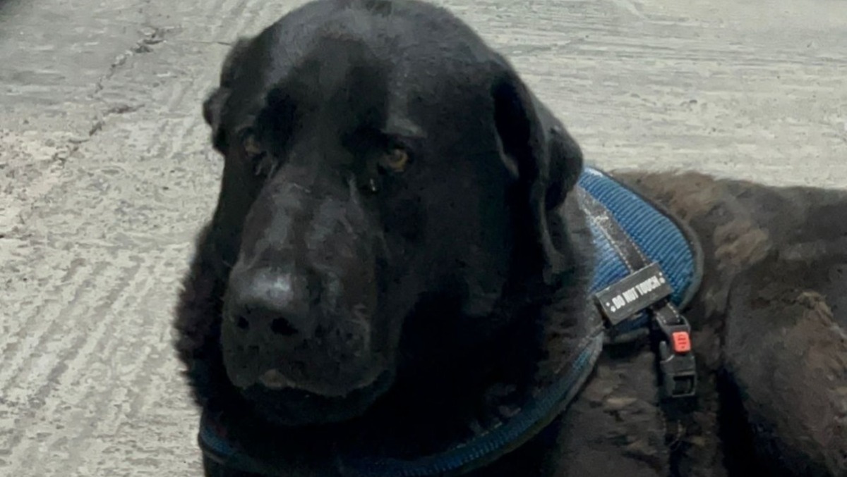 🔴 Appello urgente: avvistato cane con pettorina tra Palazzolo e Villaggio Astrel - 