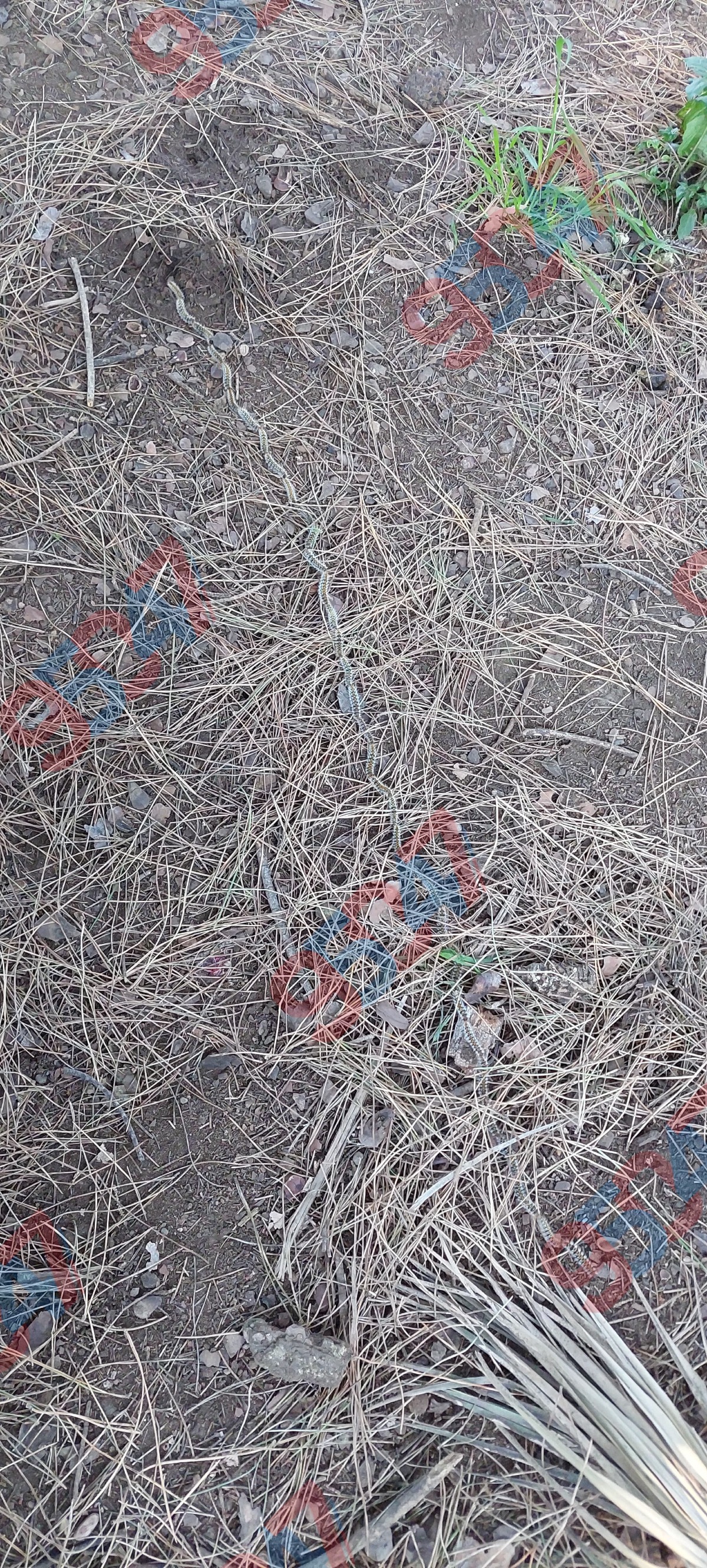 Paternò, processionaria nell’area cani del Parco del Sole: segnalazione e allarme - 