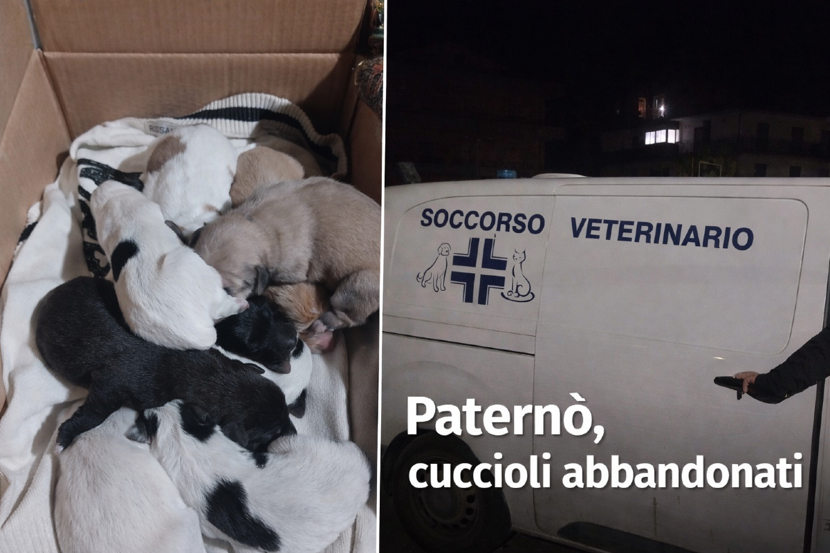 Paternò, nove cuccioli abbandonati in uno scatolo: salvati da un passante sulla vecchia Statale 121
