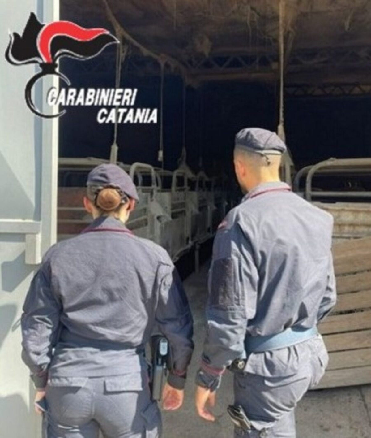 Giarre, liquami nel torrente dall’allevamento, denunciata la titolare 79enne - 