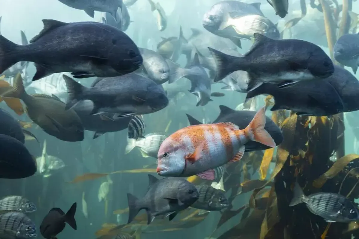 Per la prima volta un virus marino è passato all’uomo: rischio cecità - 