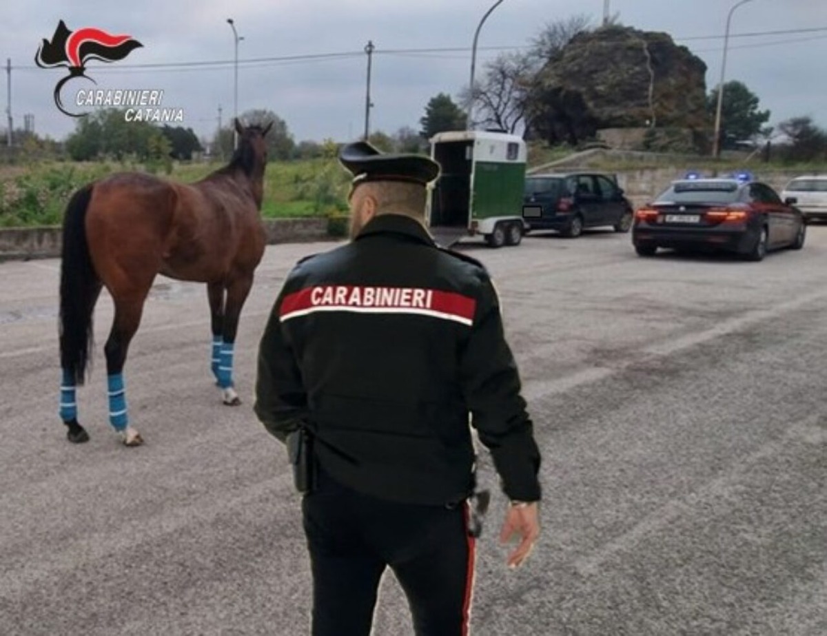Camporotondo Etneo, cavallo al galoppo sull’asfalto con auto e cronometri al seguito: 4 denunciati - 