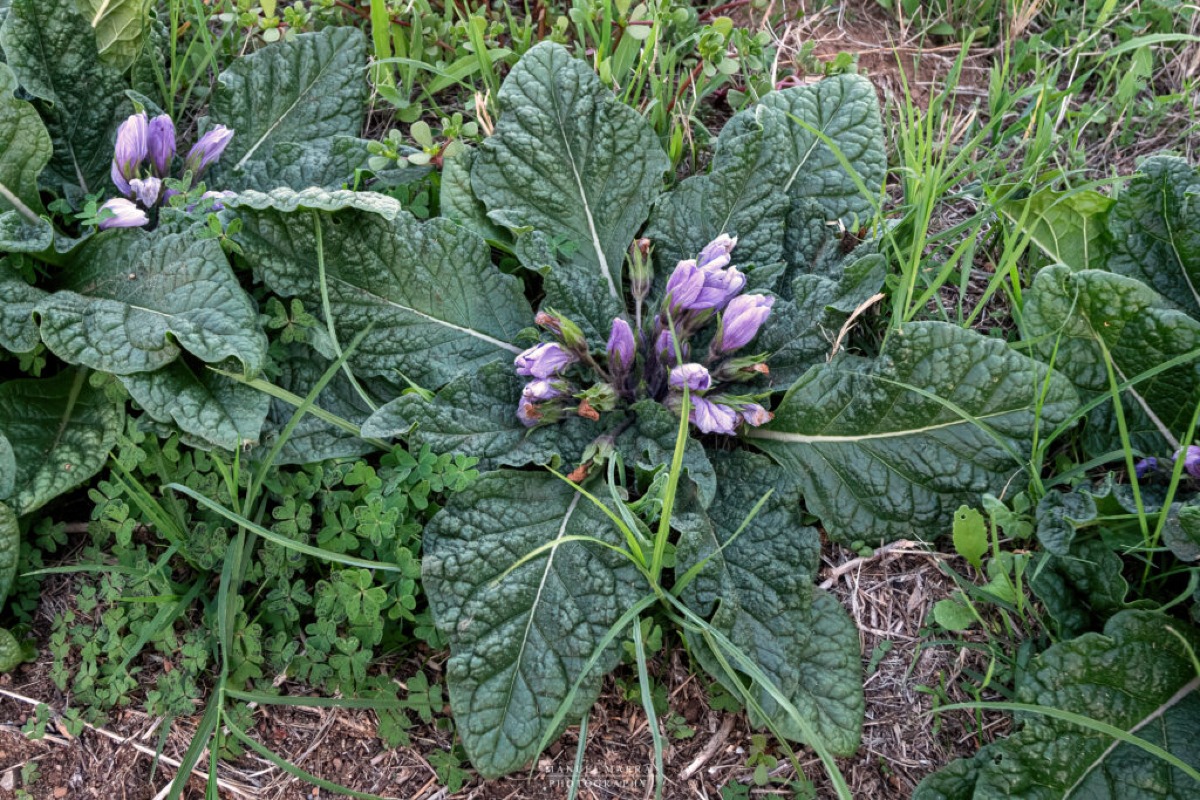 FRANCAVILLA DI SICILIA. Mandragora scambiata per borragine: marito e moglie intossicati, sono gravissimi - 