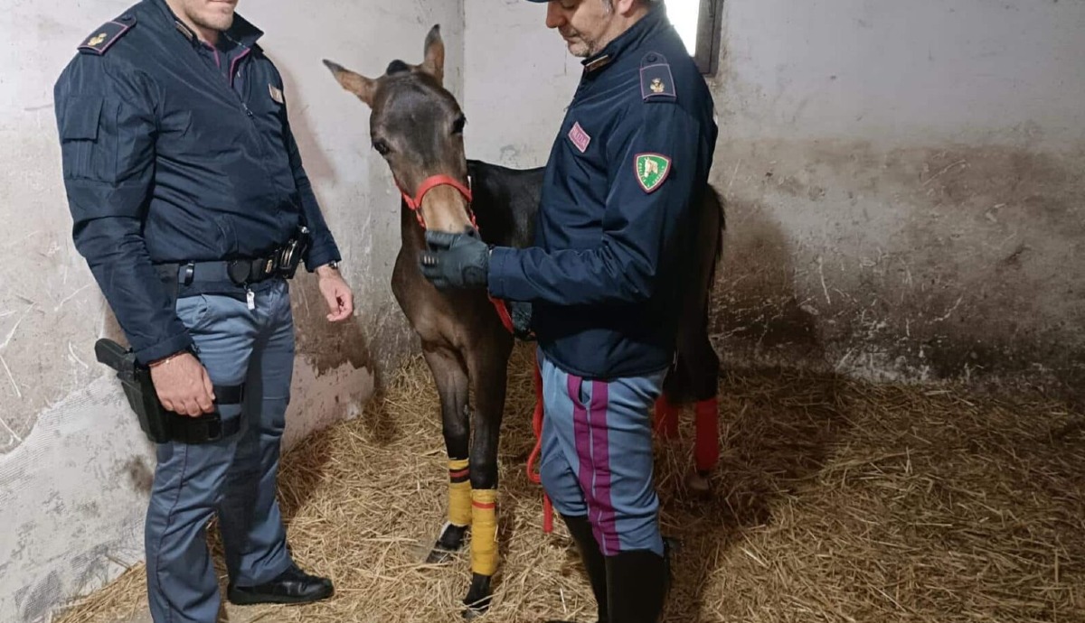 Catania, cavallo per corse clandestine: scoperta stalla abusiva - 