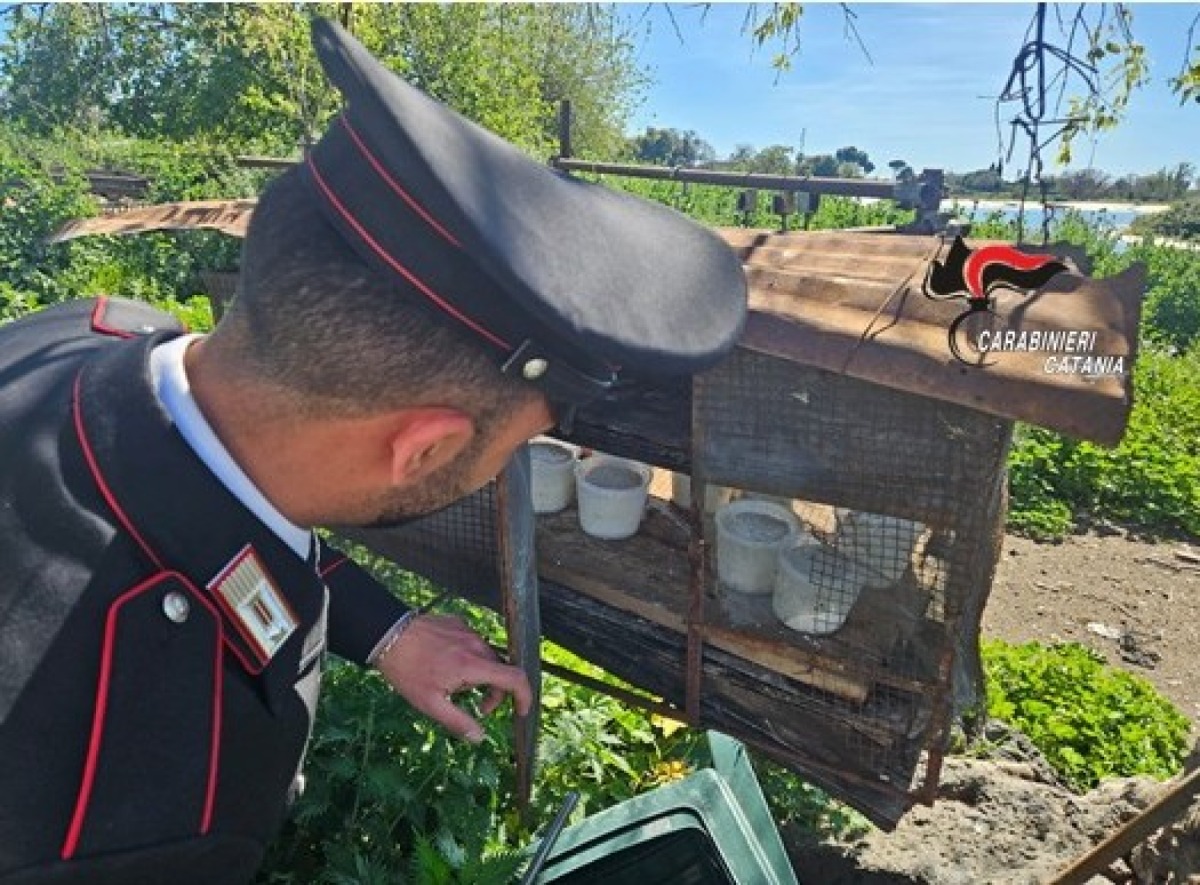 Acireale, caseificio abusivo: chiuso, multa da 4.500 euro e maxi sequestro di prodotti e latte - 
