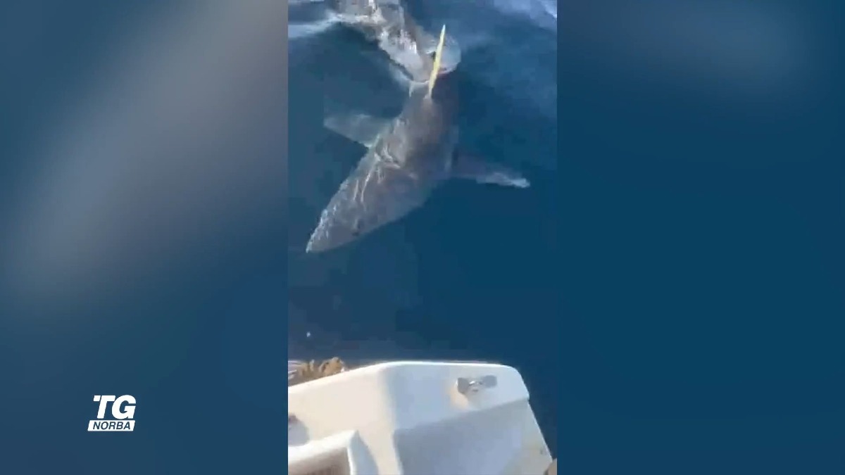 Terrore in mare: squalo mako colpisce una barca al largo di Gallipol - 