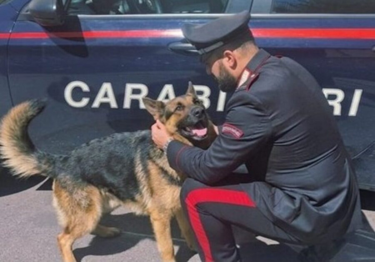 CANE CHIUSO NEL BAGAGLIAIO SENZA ARIA AL CENTRO COMMERCIALE DI SAN GIOVANNI LA PUNTA: SALVATO IN EXTREMIS, DENUNCIATO IL PROPRIETARIO - 