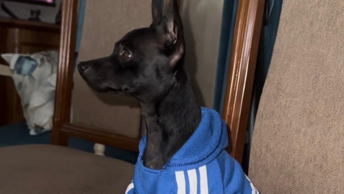Paternò, sparito pinscher di 3 anni: “È tutto ciò che ci resta di Riccardo”, ricompensa per chi lo riporta a casa - 