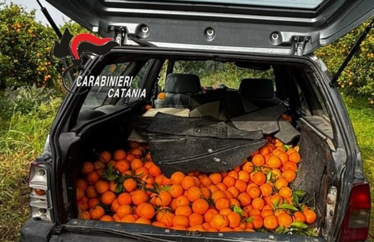 Furto di agrumi nel Calatino: scoperti con 500 kg di arance in auto, arrestati tre ladri seriali di Catania - 