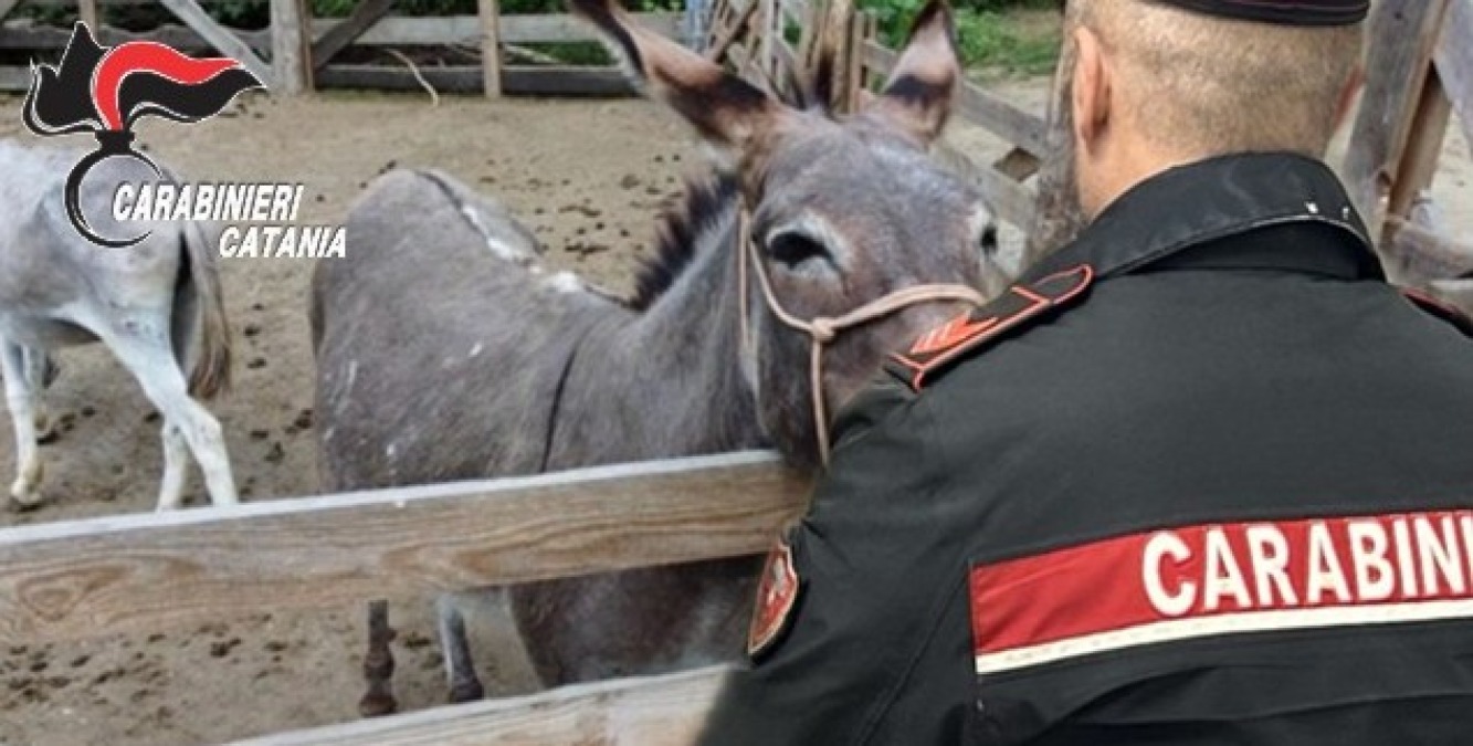 Piedimonte Etneo, rubano due asinelli ma la fuga dura poco: ritrovati e denunciate due persone - 