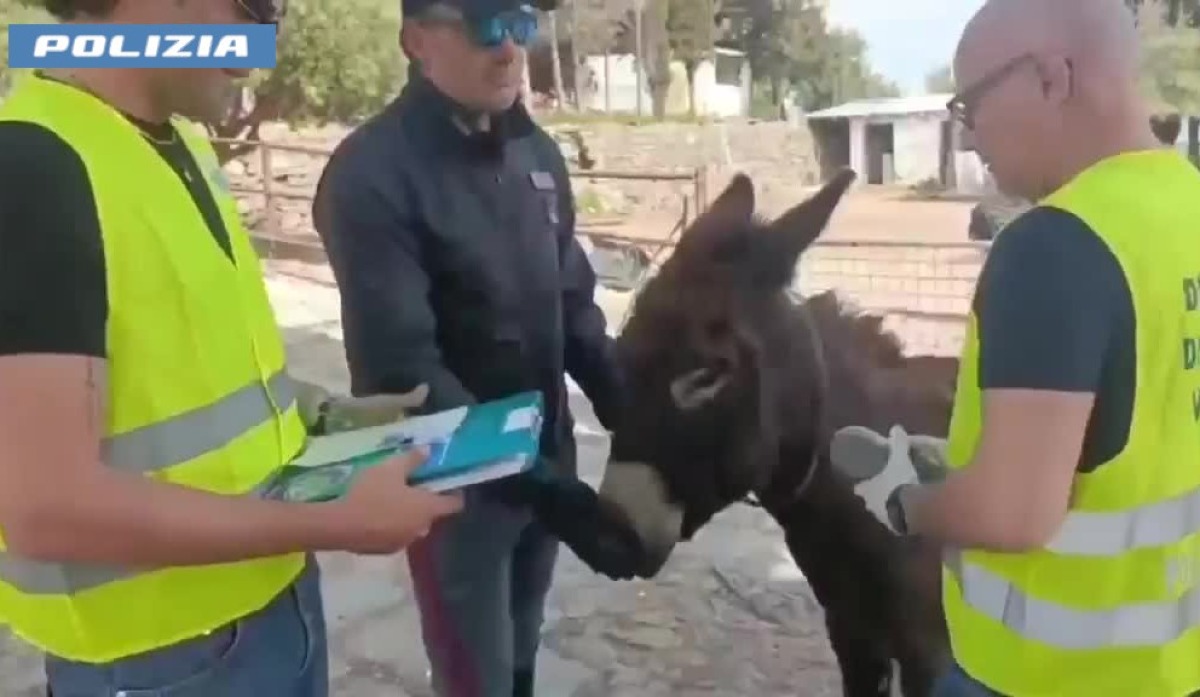 CATANIA. SCOPERTA DALLA POLIZIA DI STATO UNA FATTORIA ABUSIVA. ANIMALI PRIVI DI MICROCHIP. IRREGOLARITA’ E SANZIONI PER OLTRE 30 MILA EURO - 