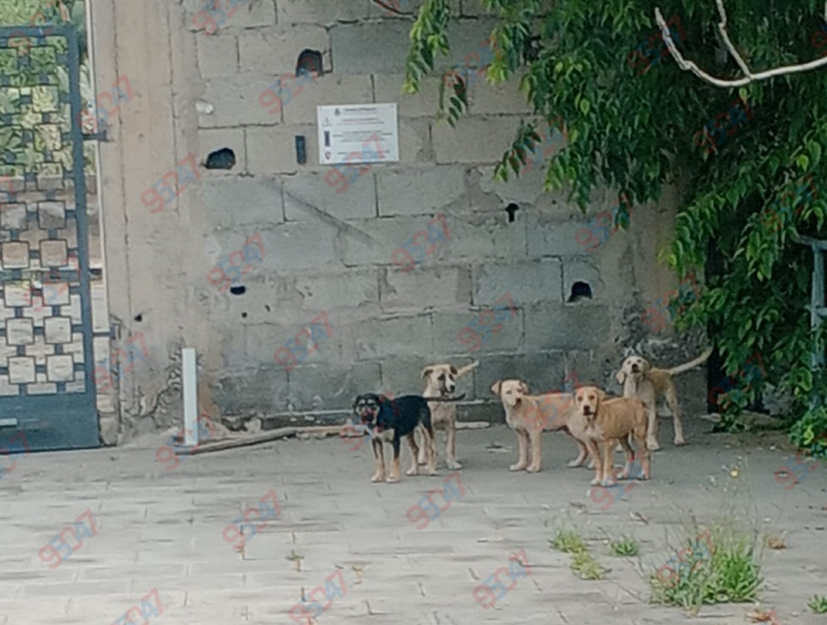 Paternò, segnalati branchi di cani nei pressi del cimitero di via Balatelle: “Paura all’uscita” - 