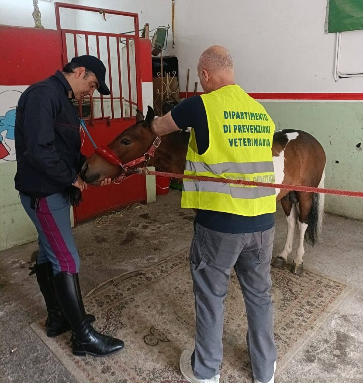 Catania, sequestrati due pony: scoperte stalle abusive - 