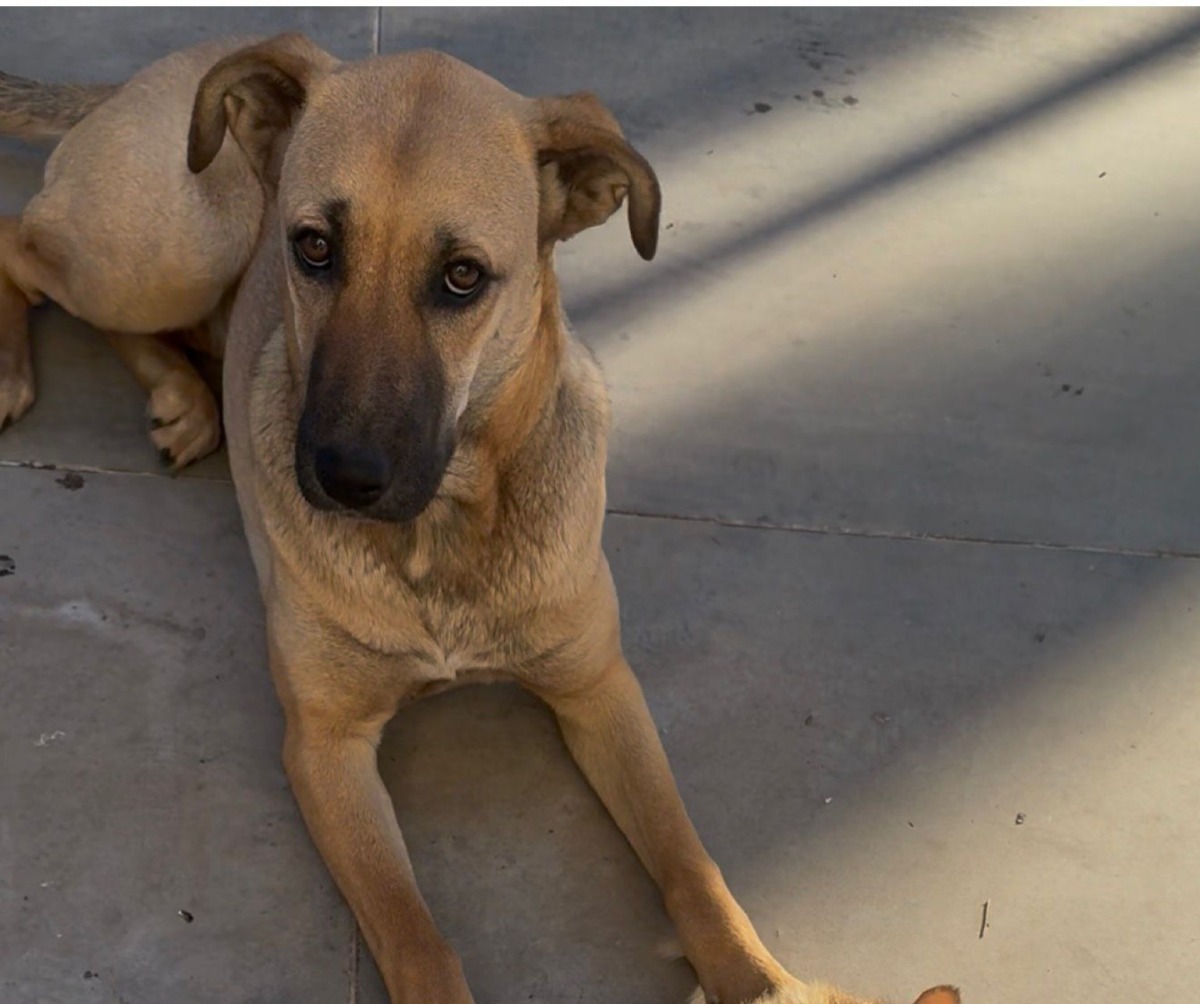Paternò, si cerca Angela: la cagnolina beige avvistata in zona Amico Fritz - 