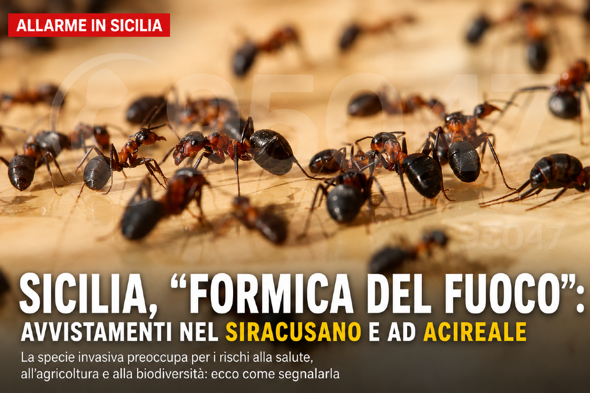 🚨 Allarme in Sicilia: dopo il Siracusano la “Formica del Fuoco” arriva anche ad Acireale - 