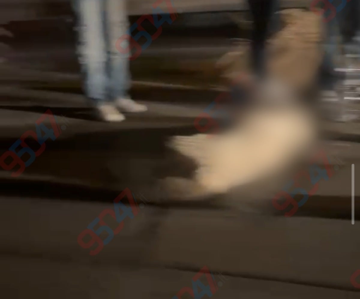 Ieri sera incidente sulla SS121: morto un cane sulla carreggiata - 