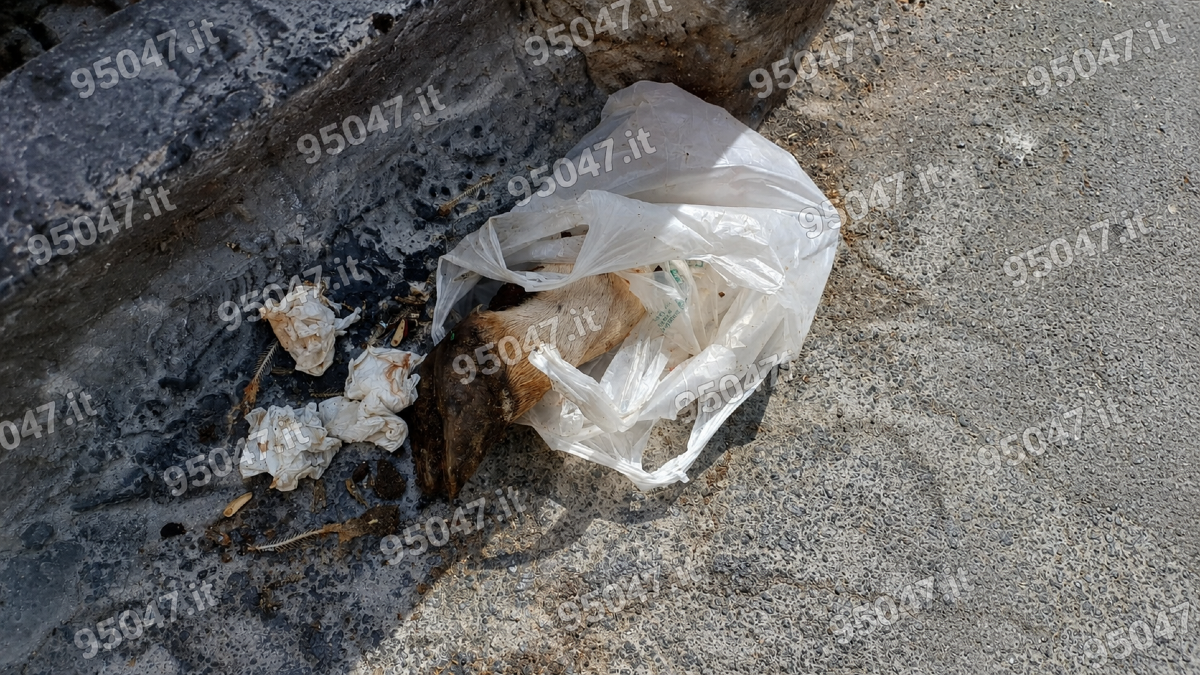 Choc a Paternò: piede di maiale tra i rifiuti vicino a una fontana pubblica - 