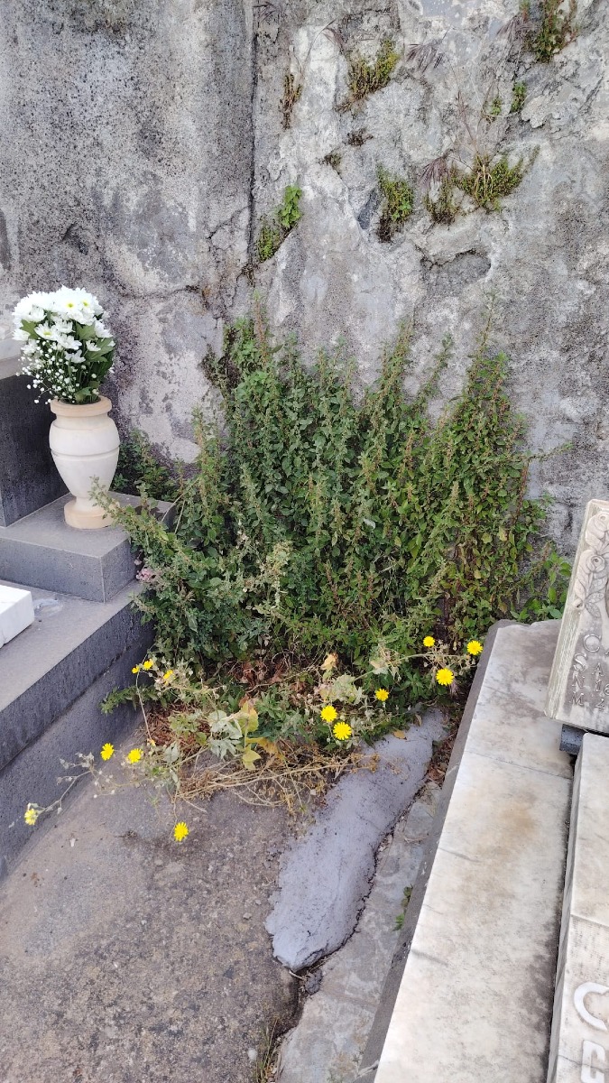 100526 cimitero 
