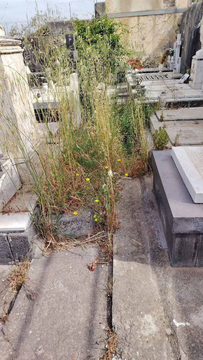 100526 cimitero 