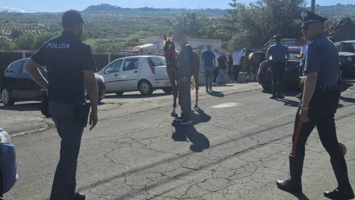 Paternò, blitz all’alba contro le corse clandestine: cavalli sequestrati e maxi multe - 