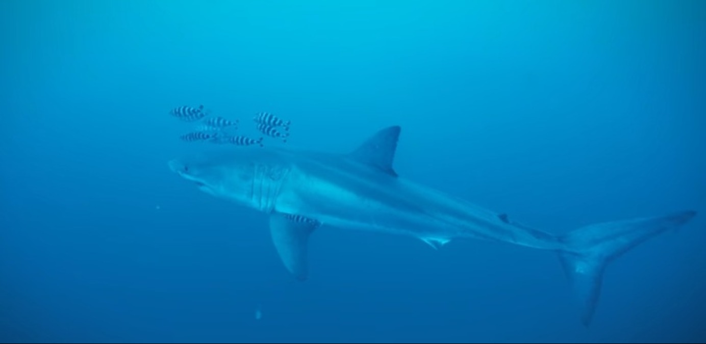 Squalo bianco avvistato al largo della Sicilia: primo incontro documentato da subacquei nel Mediterraneo - 