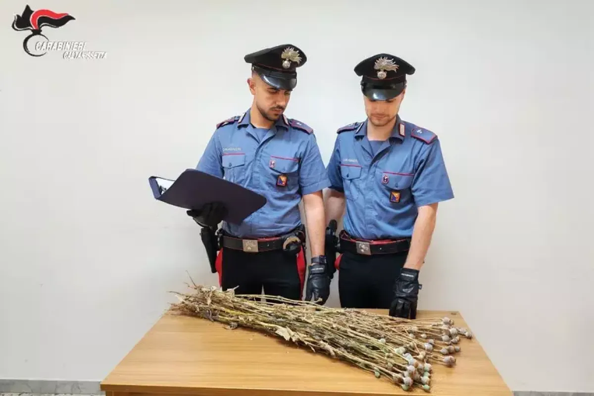 Maxi piantagione della droga scoperta in Sicilia: sequestrate 720 piante di papavero da oppio. - 