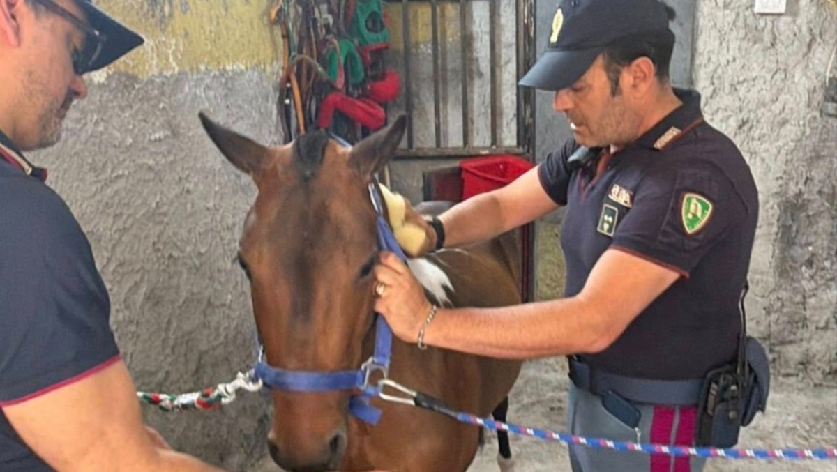Catania, pony al buio in una stalla abusiva e cani tra i rifiuti: denunciato 42enne - 