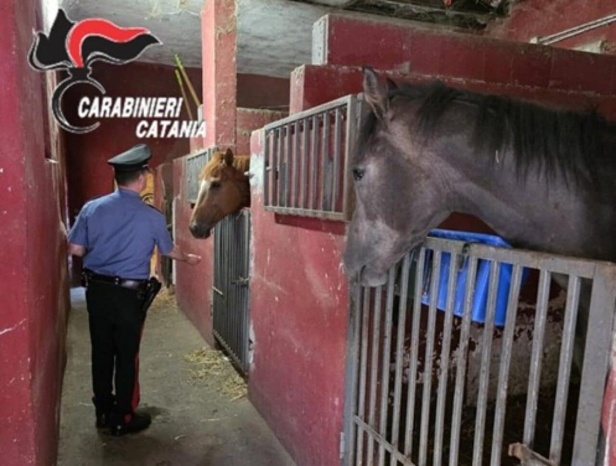Scoperta stalla abusiva a San Cristoforo: tre cavalli trovati dai Carabinieri, multa da 1.800 euro - 
