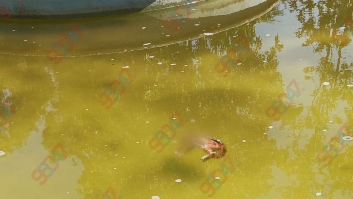 Paternò, gattino trovato morto nella fontana di Villa Moncada: rabbia e amarezza - 