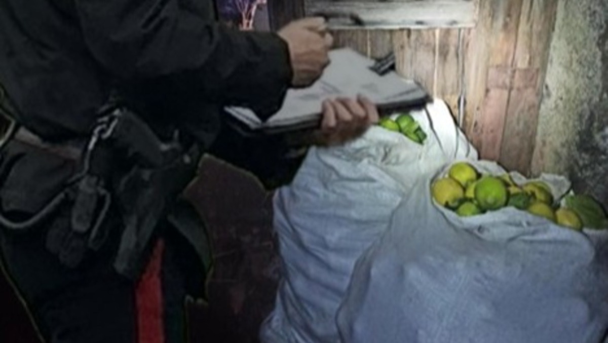 🔴 Tre paternesi denunciati per il furto di 150 chili di limoni ad Acireale: inseguimento e spari durante la fuga - 