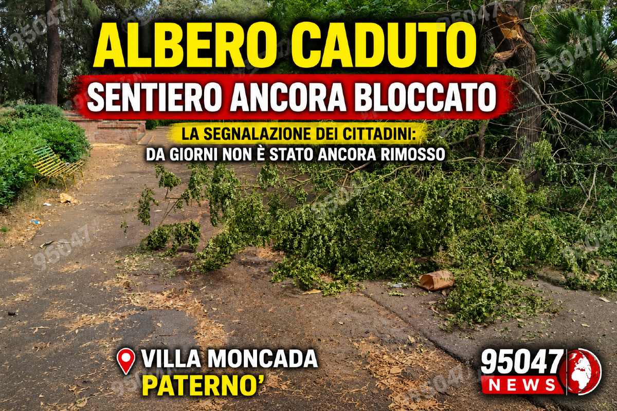 Paternò, albero caduto da giorni a Villa Moncada: sentiero ancora bloccato - 