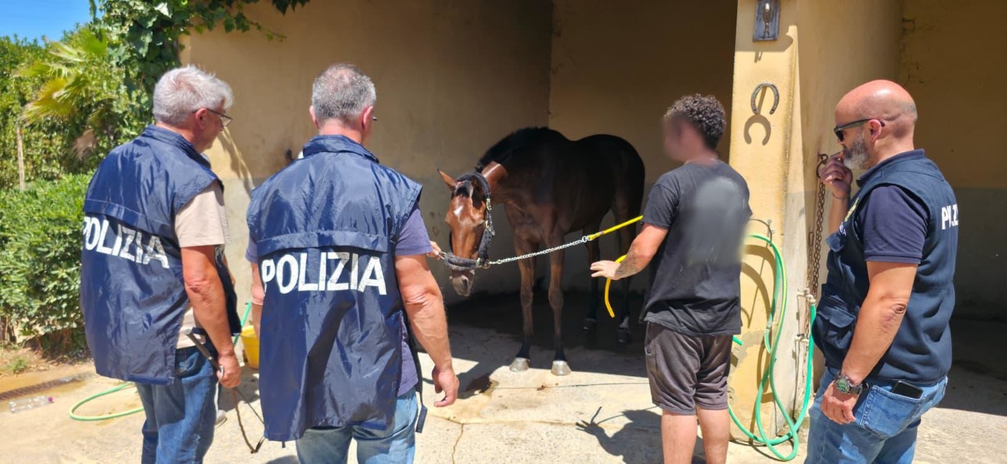 Caltagirone, sventata corsa clandestina di cavalli sulla SS385: salvato un equino e denunciati i partecipanti - 