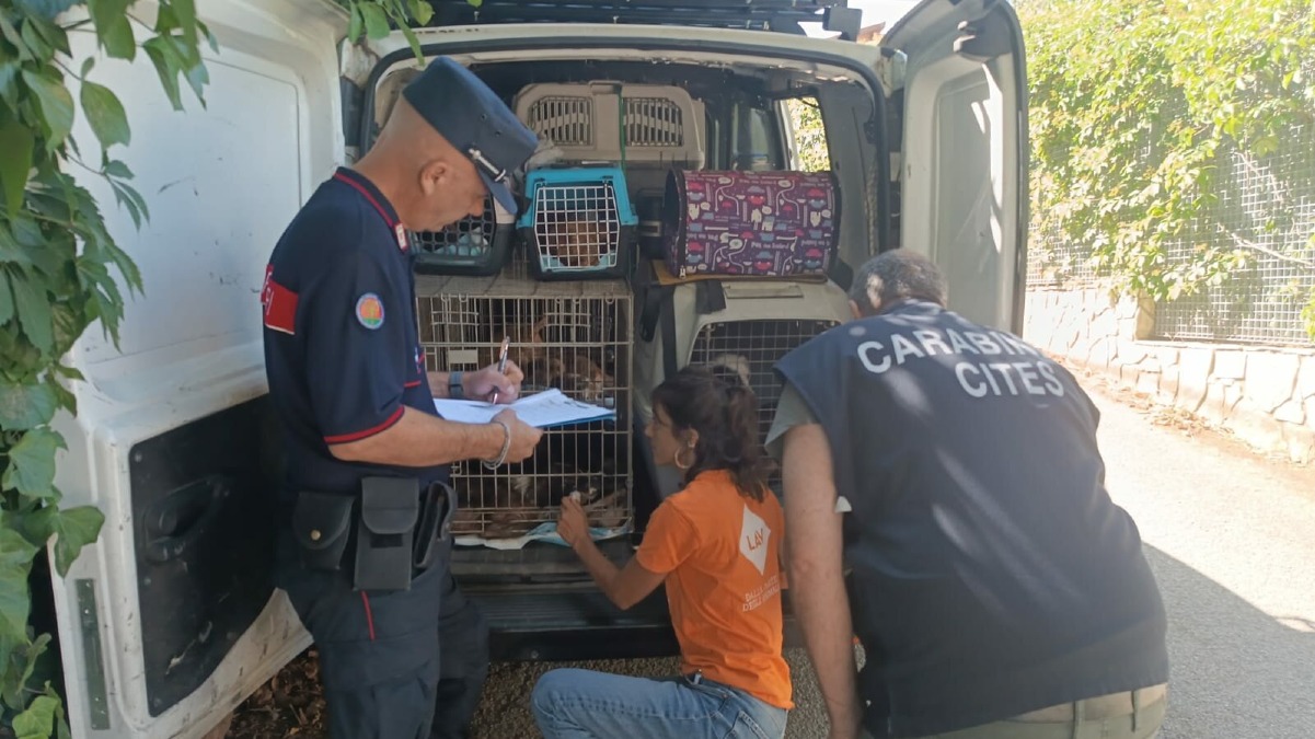 Orrore nel Palermitano, oltre 100 cani tra rifiuti e box fatiscenti: scatta il sequestro - 