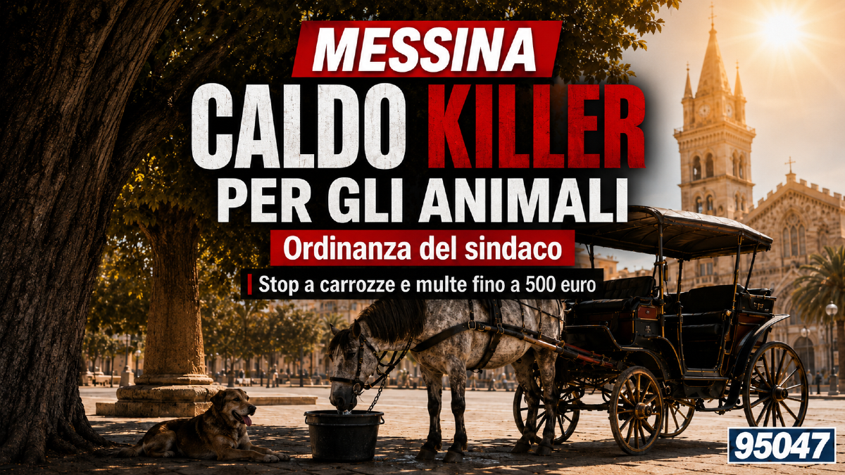 Messina, caldo killer per gli animali: ordinanza del sindaco, stop a carrozze e multe fino a 500 euro - 