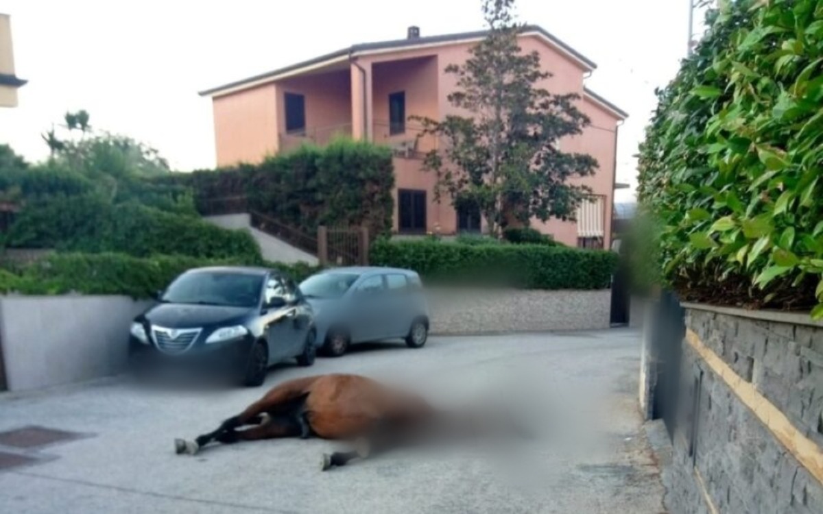 Adrano, trovata la carcassa di un cavallo al centro della strada: indagini in corso - 