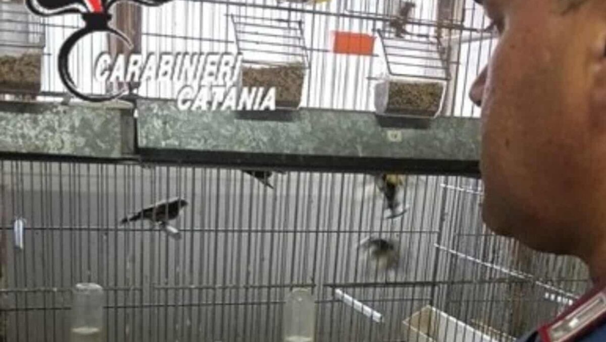 Aci Sant’Antonio, fauna protetta detenuta illegalmente in garage: denunciato un 30enne - 